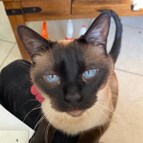 Meet your Posher, Lise - Picture 7 of 8